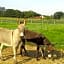 La petite ferme de Pouillon - Parc animalier - aire de loisirs