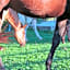 Miramont Horse Trekking Hostel
