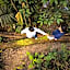 Chambers Wildlife Rainforest Lodges