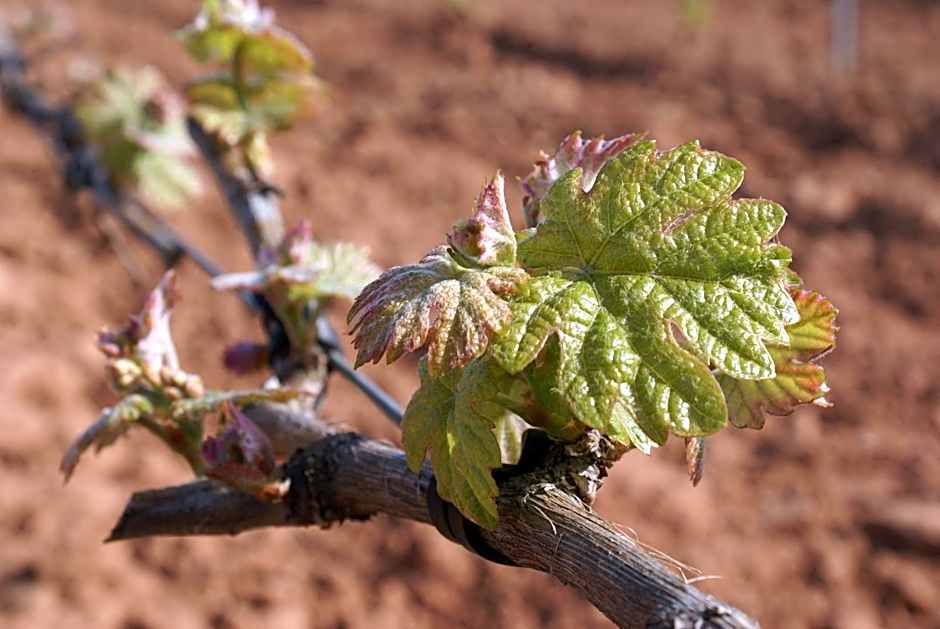 Casa Rural Magnanimvs