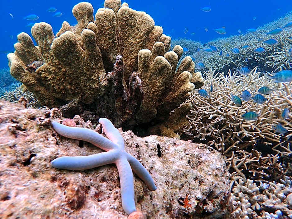 Mirabelle Joglo Village