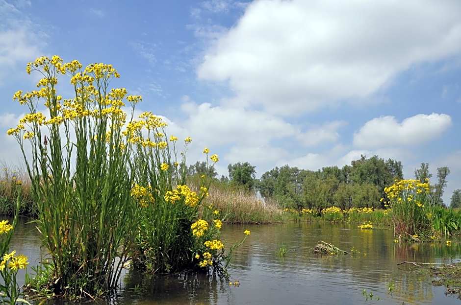 de Brabantse Biesbosch