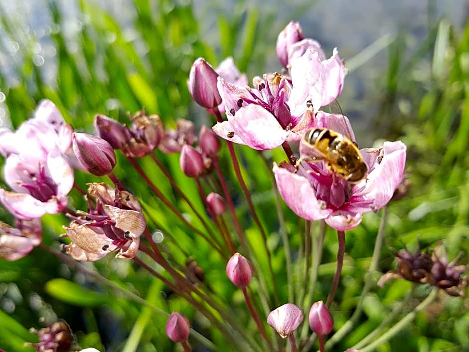 Bed & Breakfast De Koegang