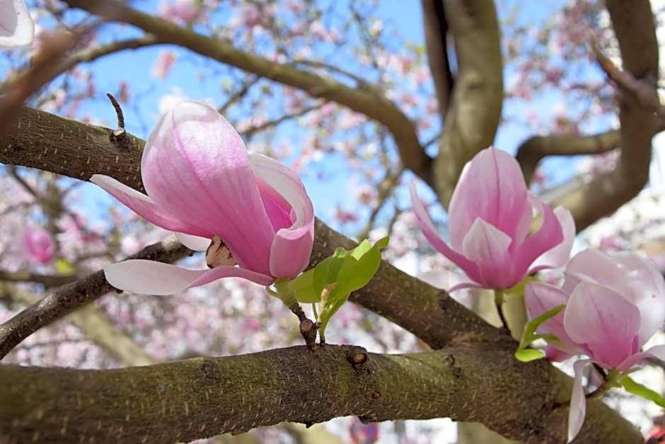 Atel Hotel Lasserhof