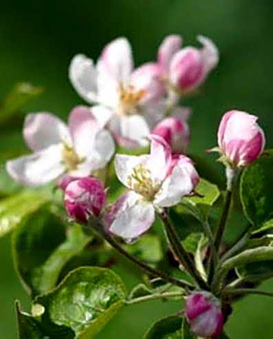 Hotel Garni Christin