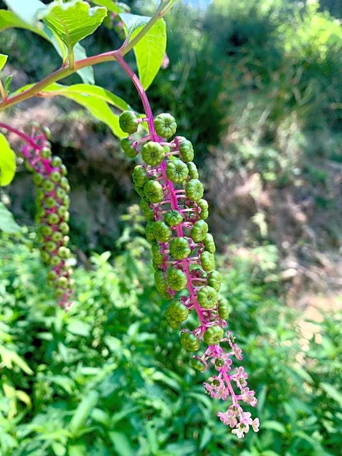 Polonezköy Country Club