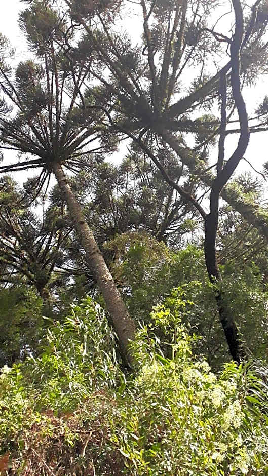 Morada do Xaxim - Chalé Hortência