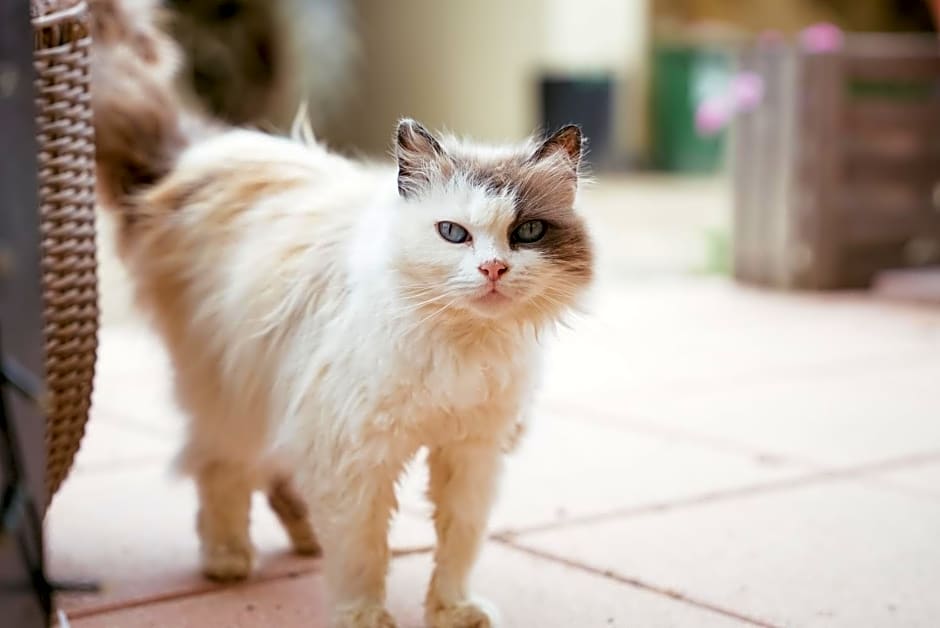 Ranchzimmer am Hippo-Campus Reit- und Therapiezentrum