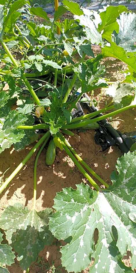 La Piana degli Ulivi