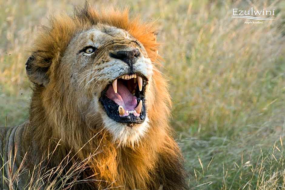 Ezulwini Game Lodges