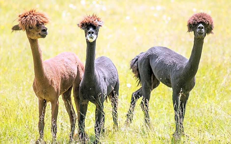 BRUGGER'S Hotelpark am See