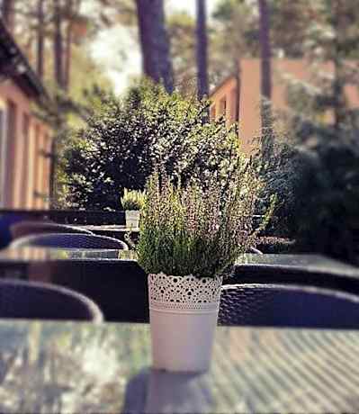 Ośrodek Wypoczynkowy W sosnowym lesie