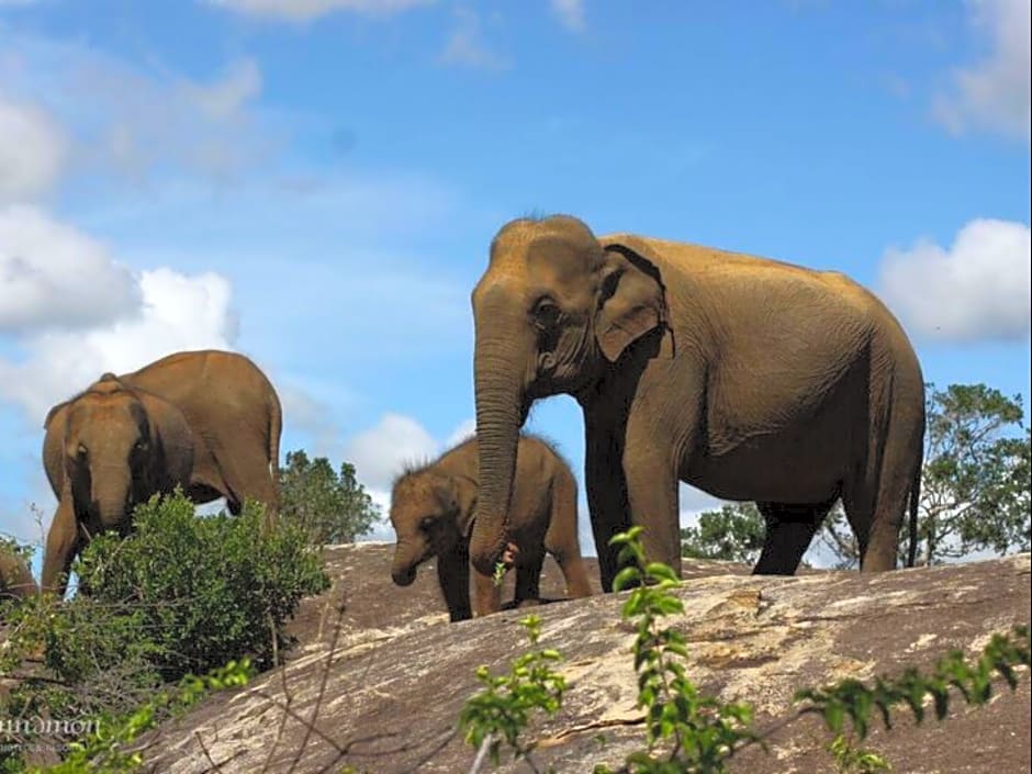 Cinnamon Wild Yala Hotel