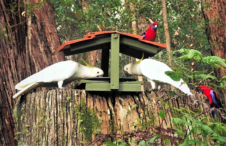 Springbrook Mountain Chalets