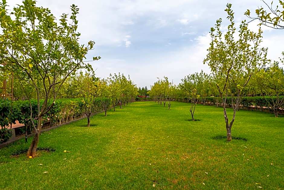 The Lemonary Marrakech