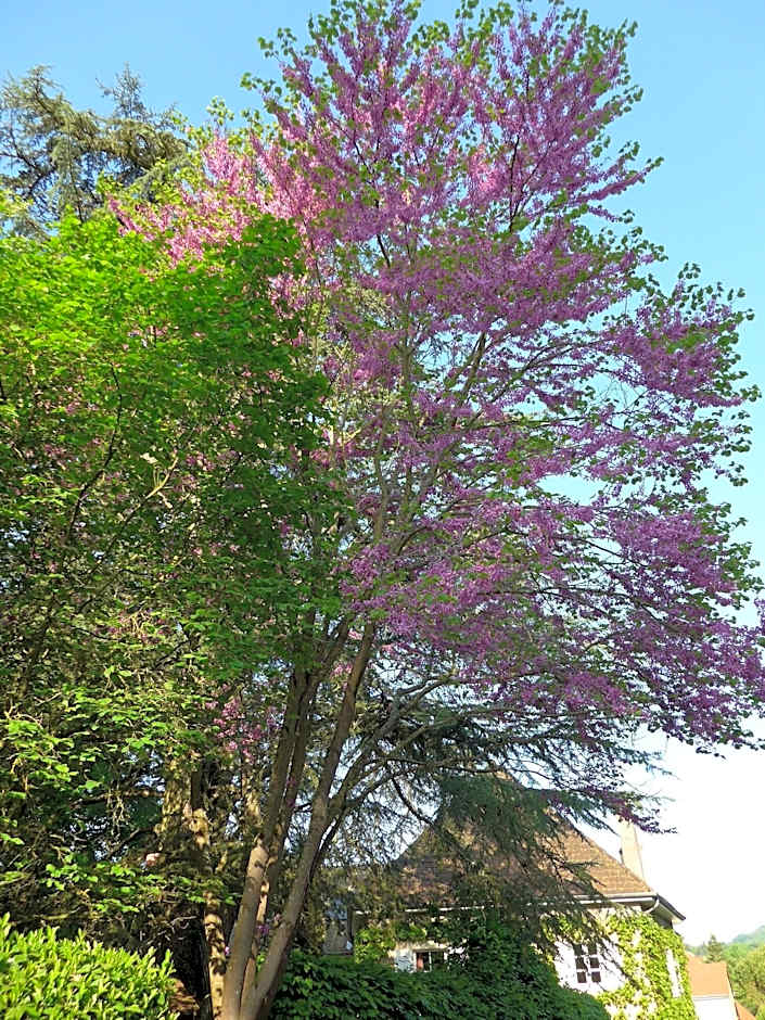 B B Au Pain Quotidien