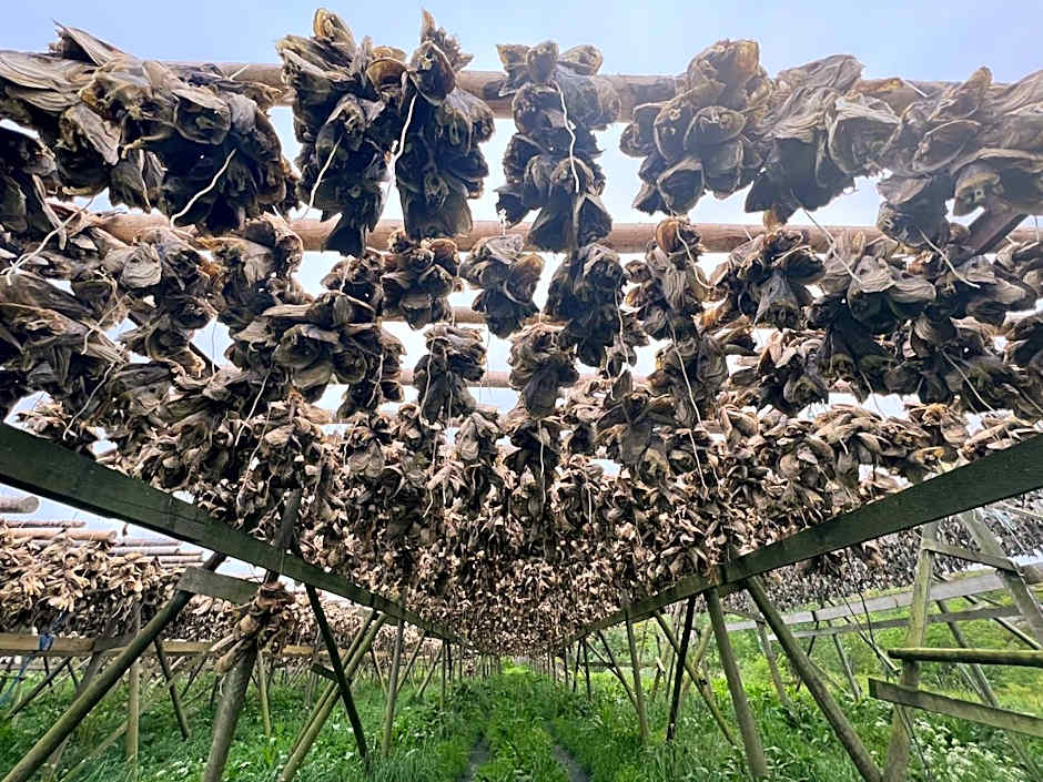 Fisherman's cabin, Lofoten - 11 Johnbua