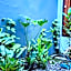 Semeru Hostel Malang
