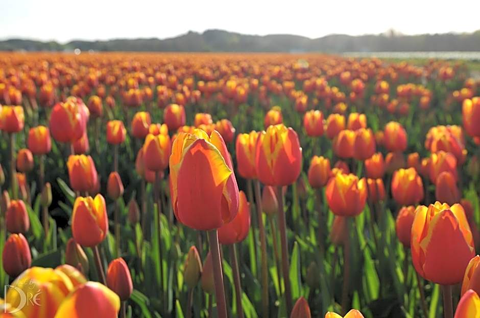 Strandhotel de Vassy