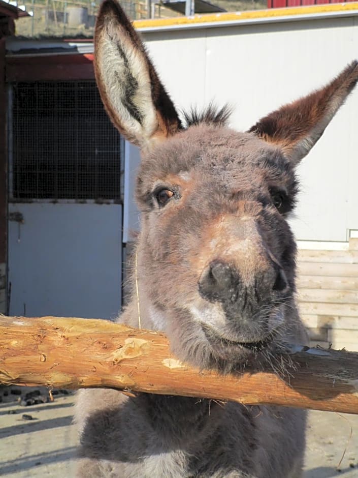 Alla Contrada degli Asinelli