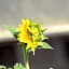 A1 Girasole B&B