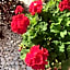 Le Bassotte b&b