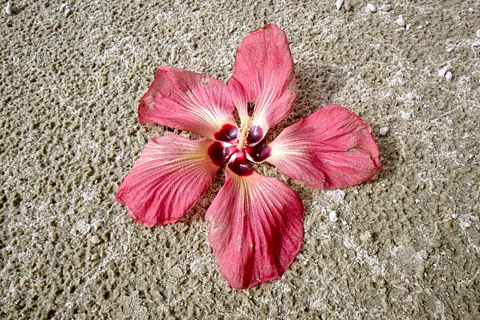 Thornton Beach Bungalows Daintree