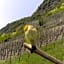 Weinhotel Hubertus Garni
