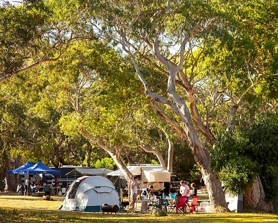 Bimbi Park - Camping Under Koalas