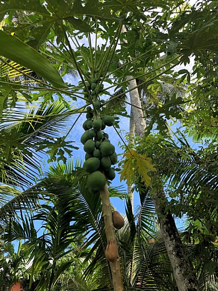 New Raya - Nias Beach Bungalows