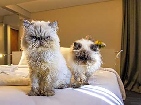 Standard Apartment with Two Single Beds