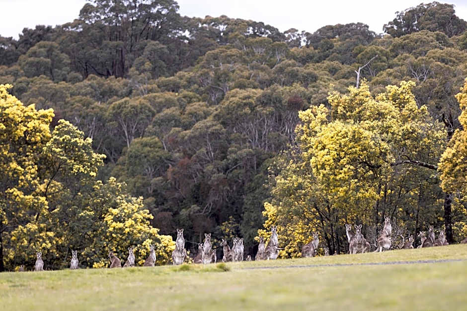 Hanging Rock Views