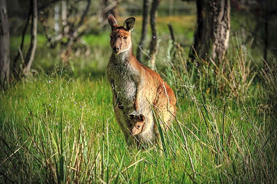 Lake Fyans Holiday Park