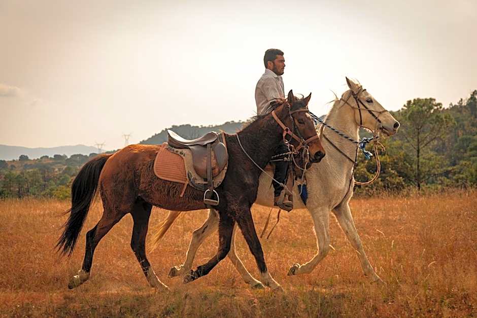 Petit Mesón (Pet Friendly Hotel)
