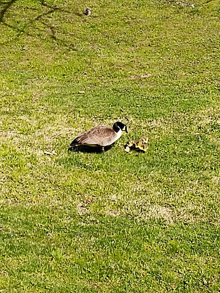 Quality Inn Cherokee Riverside