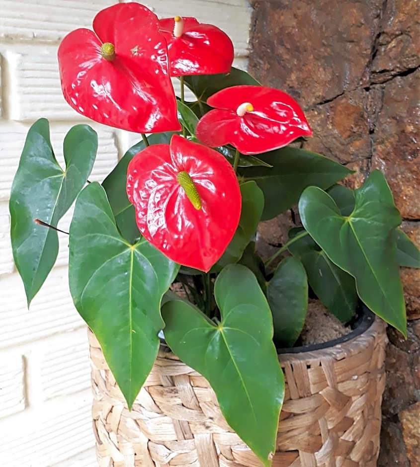 Hotel Poblado Campestre