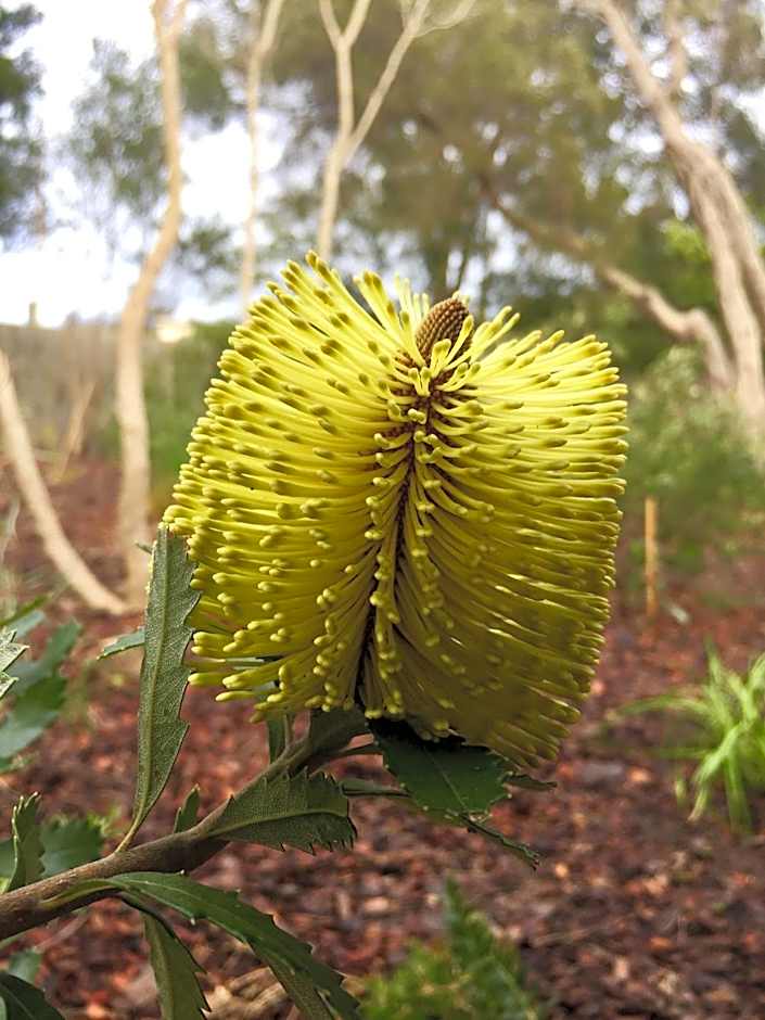 Sunny Side Up Bed and Breakfast