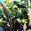 Orange Hill Beach Inn