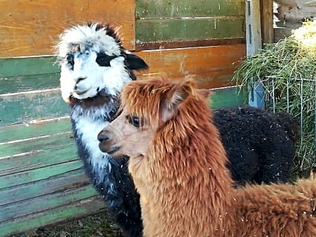 B&B Il Sentiero nel Bosco