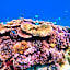 Wilson Island