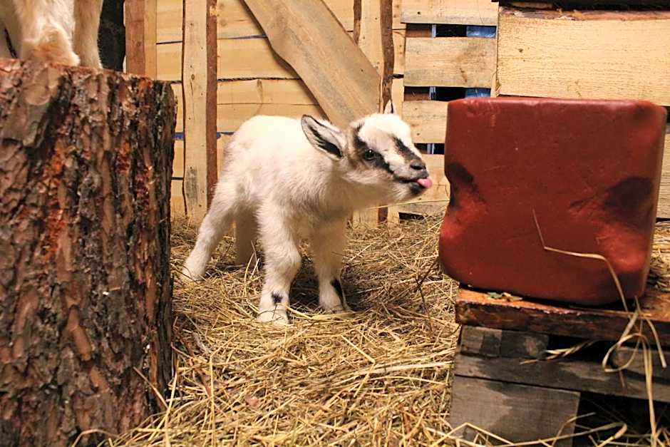 Nature Retreat "Upes Dižvietas"