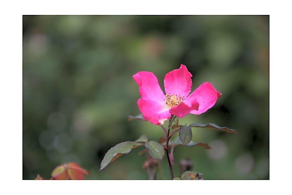 Château d'Harcelaines