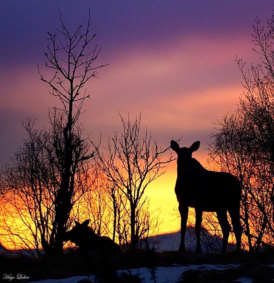 Senja Fjordhotell and Apartments