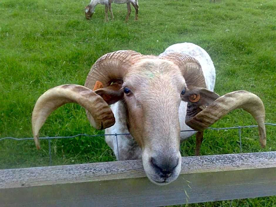 Paraje del Asturcon - Adults only