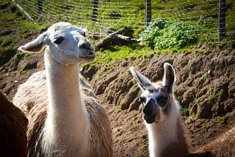 Hotel Restaurant La Petite Auberge Alsace