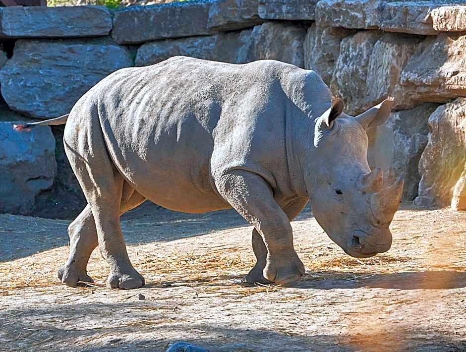 Hotel Selwo Lodge - Animal Park Tickets Included