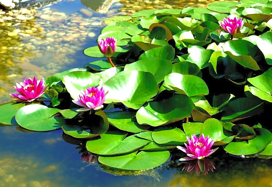 Aranykert Apartmanok Vének