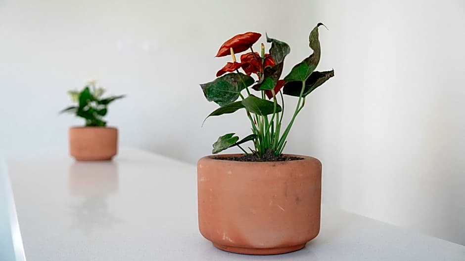 Casa Bonita Hotel Boutique & Spa