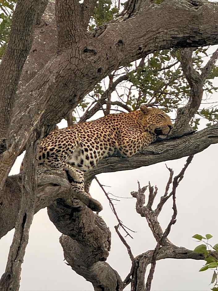 Bush Villas on Kruger