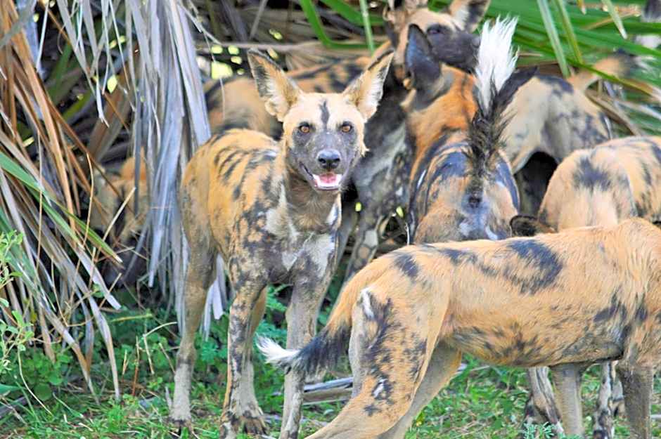 Africa Safari Selous Nyerere national park